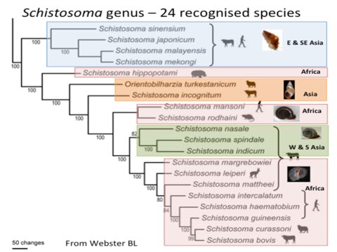 the 24 species of schistosome