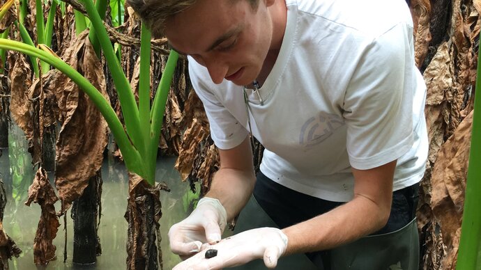 Tom Pennance searching for Bulinus species snails