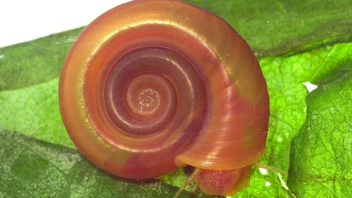 The freshwater snail Biomphalaria glabrata, found in South America and parts of the Caribbean, can act as a host to the schistosomiasis parasite
