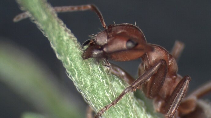Parasites command their ant hosts to attach themselves to the top of vegetation. Image courtesy of Douglas Colwell
