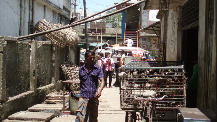 a live bird market in Chittagong, Bangladesh. Credit: Guillaume Fournié