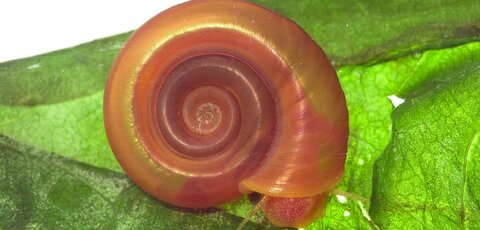 The freshwater snail Biomphalaria glabrata, found in South America and parts of the Caribbean, can act as a host to the schistosomiasis parasite