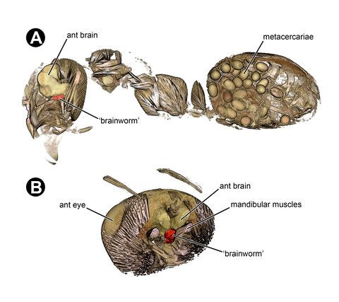 (A) 3D sagittal section of an ant infected with Dicrocoelium dendriticum, showing the parasite (‘brainworm´) in the brain and the encysted infective forms of the parasite in the ant abdomen. (B) 3D model of the interior of an ant head showing the parasite in the brain.