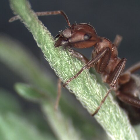 Parasites command ants to attach themselves to the top of vegetation. Image courtesy of Dr Douglas Colwell Parasites command ants to attach themselves to the top of vegetation. Image courtesy of Dr Douglas Colwell