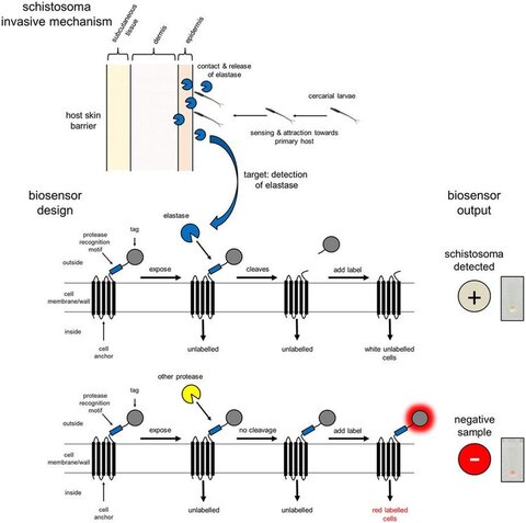 Detection of Schistosomes via the presence of the elastase activity. The bioreporters shown are whole-cell bioreporters in that they are part of the cell-surface of bacterial cells. Detection of elastase results in cutting of the bioreporter from the surface of the bacterial cell, and a ‘loss of colour’. Ref: Webb et al (2016), Scientific Reports, 6:24725. DOI: 10.1038/srep24725. Image used under licence CC BY 4.0. Detection of Schistosomes via the presence of the elastase activity. The bioreporters shown are whole-cell bioreporters in that they are part of the cell-surface of bacterial cells. Detection of elastase results in cutting of the bioreporter from the surface of the bacterial cell, and a ‘loss of colour’. Ref: Webb et al (2016), Scientific Reports, 6:24725. DOI: 10.1038/srep24725. Image used under licence CC BY 4.0.