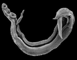Scanning Electron Image of a Schistosome worm pair. Image credit: Trustees of the Natural History Museum