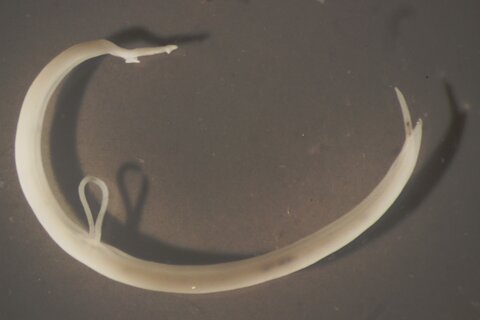 Pair of adult schistosome worms. The female is held by the male in a groove longitudinally along the body (the female is looping in the middle and protruding from the end)