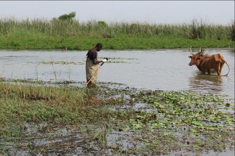 Alassane Ndiaye being scrutinized while surveying freshwater snails. Credit Elsa Léger.