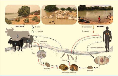 Life cycle of Schistosoma parasites in West Africa. Credit Lucy Yasenev.