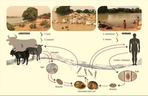 Schistosomiasis zoonosis - bekaminai.lt