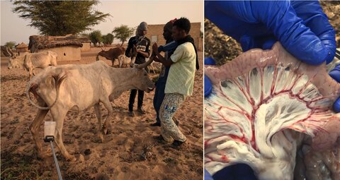 The “bâton de pipi” used to collect urines from livestock, and adult schistosomes in the mesenteric vesselsduring sampling at abattoirs. Credits Sara Laskowski and Anna Borlase.