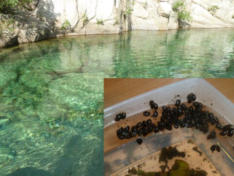 Schistosomiasis outbreak in Corsica and genomic analysis Further attention was brought to the hybridisation between S. haematobium and S. bovis when, in 2014, tourists unexpectedly caught urogenital schistosomiasis whilst swimming in the picturesque natural pools on the island of Corsica, France. Transmission was enabled by the presence of the snail Bulinus truncatus, a snail host for African schistosomiasis, being endemic in the Mediterranean and the parasites were introduced by the regular migration of people between Corsica and West Africa.   Natural swimming pools in Corsica and collection of B. truncatus snails from the Cavu River (Photos Jerome Boissier, University of Perpignan).  The molecular analysis of schistosome eggs isolated from infected tourists revealed the schistosomes were a mixture of S. haematobium and S. haematobium–S. bovis hybrids. Fortunately, these hybrid schistosomes were isolated and were successfully bred in the laboratory providing invaluable material to explore this hybrid system Schistosomiasis outbreak in Corsica and genomic analysis Further attention was brought to the hybridisation between S. haematobium and S. bovis when, in 2014, tourists unexpectedly caught urogenital schistosomiasis whilst swimming in the picturesque natural pools on the island of Corsica, France. Transmission was enabled by the presence of the snail Bulinus truncatus, a snail host for African schistosomiasis, being endemic in the Mediterranean and the parasites were introduced by the regular migration of pe