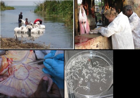 Humans and animals sharing the same schistosomiasis transmission site in Senegal (Photo Tine Huyse, African Museum, Belgium) and fieldwork conducted in 2007 looking for schistosomes in slaughtered livestock.