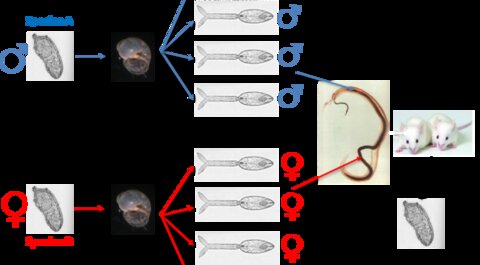 Diagrammatic of how schistosome mating experiments were conducted in the laboratory