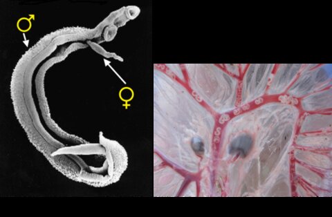 1a: Scanning Electron Image of a Schistosome worm pair (species Schistosoma nasale) highlighting the sexual dimorphism between the adult male and female worms. It is this sexual stage that enables interplay between different species. 1b: Dissection of a goat in Senegal. The adult worms can be clearly seen in the blood vessels around the intestine.  Image David Rollinson (NHM).