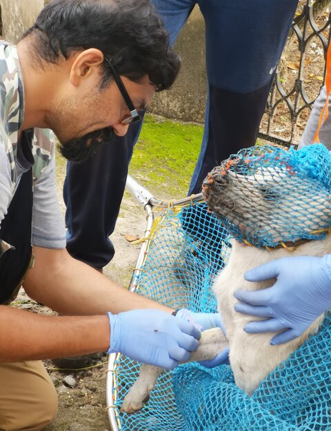 Sreejith Radhakrishnan collecting a blood sample from a free-ranging / stray dog in Kerala. Image courtesy S. Radhakrishnan