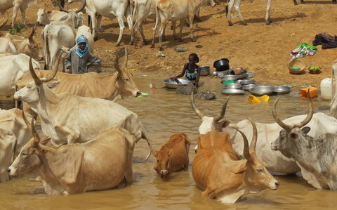 Analysis of communities in Senegal show high schistosomiasis infection rates in both humans and livestock