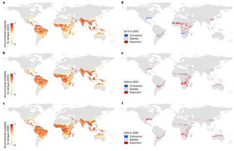 Environmental suitability for dengue occurrence: a–c, Projected data shown for 2020 (a), 2050 (b) and 2080 (c). d–f, Changes in areas classified as at-risk (using the suitability threshold of 0.467).