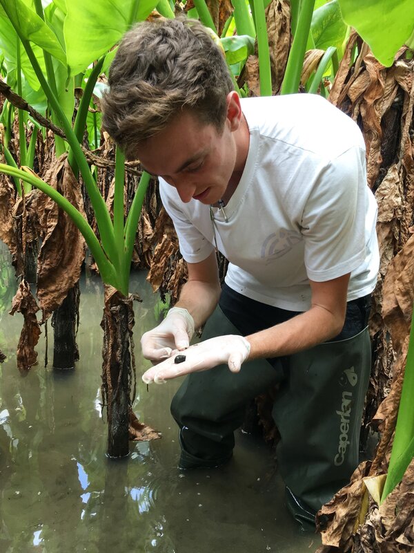 Searching for Bulinus species snails, potential intermediate hosts of S. haematobium. 