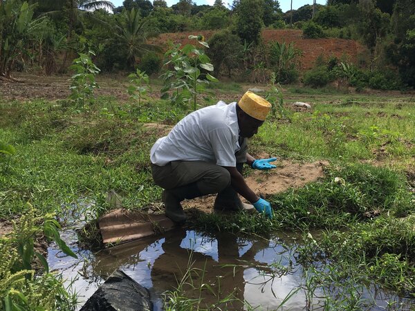 Amour collecting Bulinus snails from a small stream in Wawi.